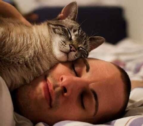Причины по которым кошки спят вместе с хозяевами, как отучить кота спать вместе с вами