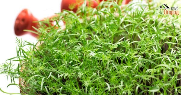 изображение: depositphotos.com