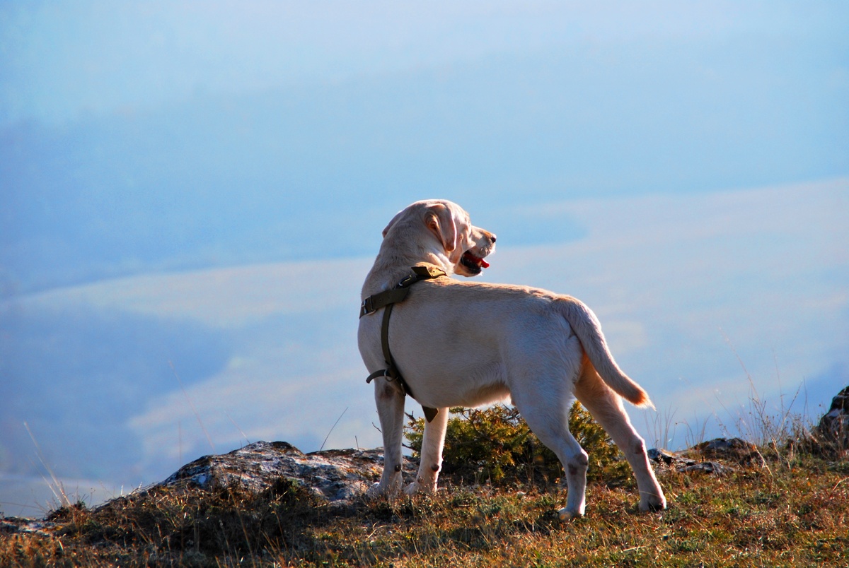 Тамерлан в горах Крыма