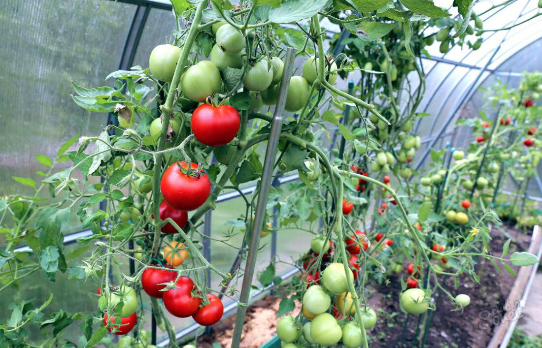 Уникальный способ посадки томатов под зиму в теплице