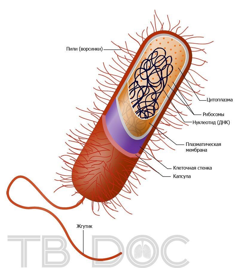 Устройство бактерии