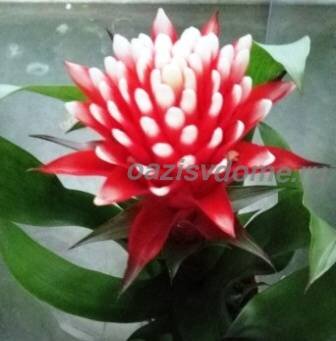 Гузмания (Guzmania)