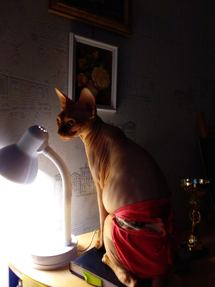                                    Брюссель из König sphynx рыцарь Печального Образа))