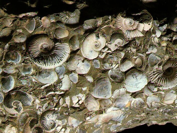 Окаменелые моллюски