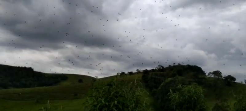 Местный житель Бразилии запечатлил на свою камеру, как пауки «свисали» с неба (Видео, фото)