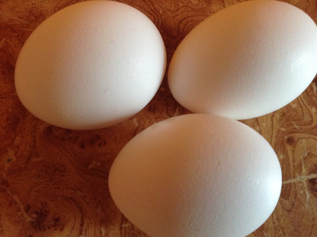 На скольких яйцах сидит индоутка. Индоутка яйца. Как выглядит яйцо индоутки. Яйцо индоутки фото. Размер яйца индоутки.