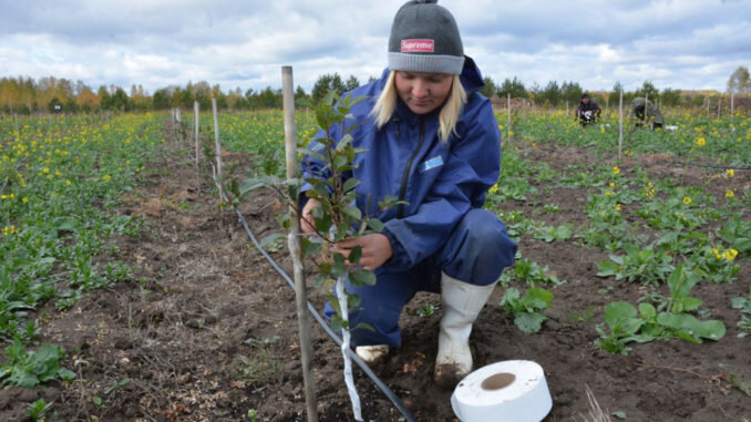 Идет подвязка молодых яблонь от вредителей