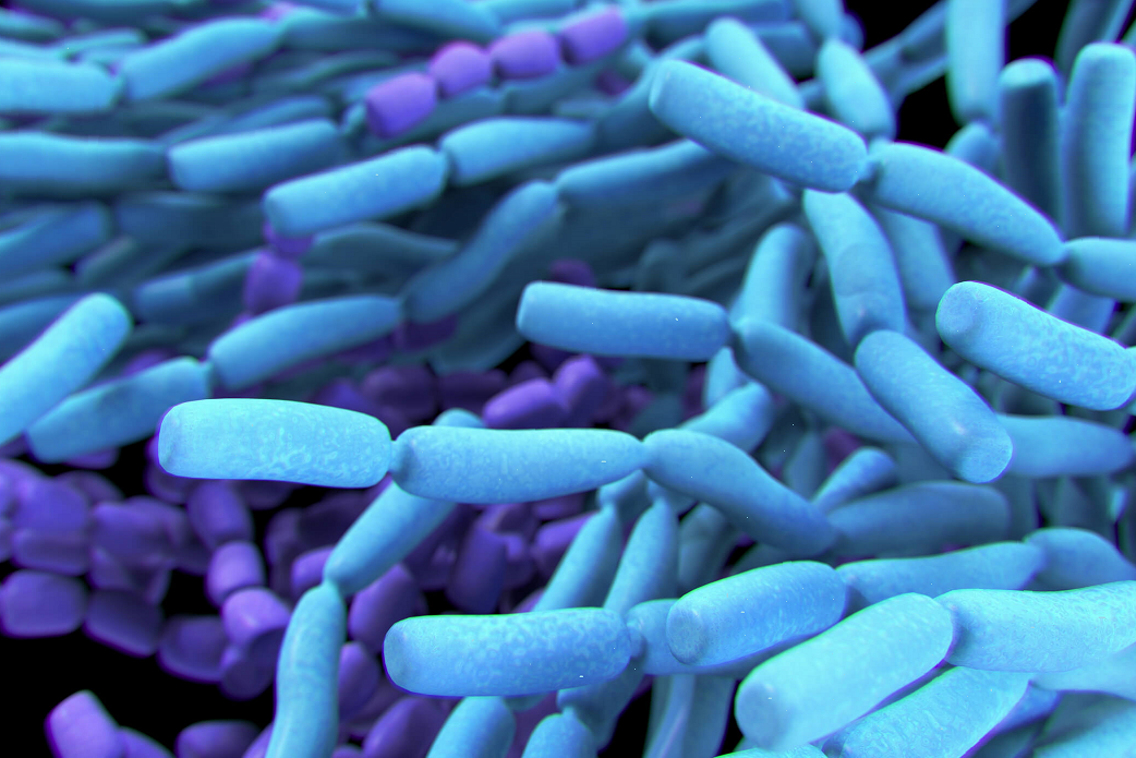 Молочнокислые бактерии.