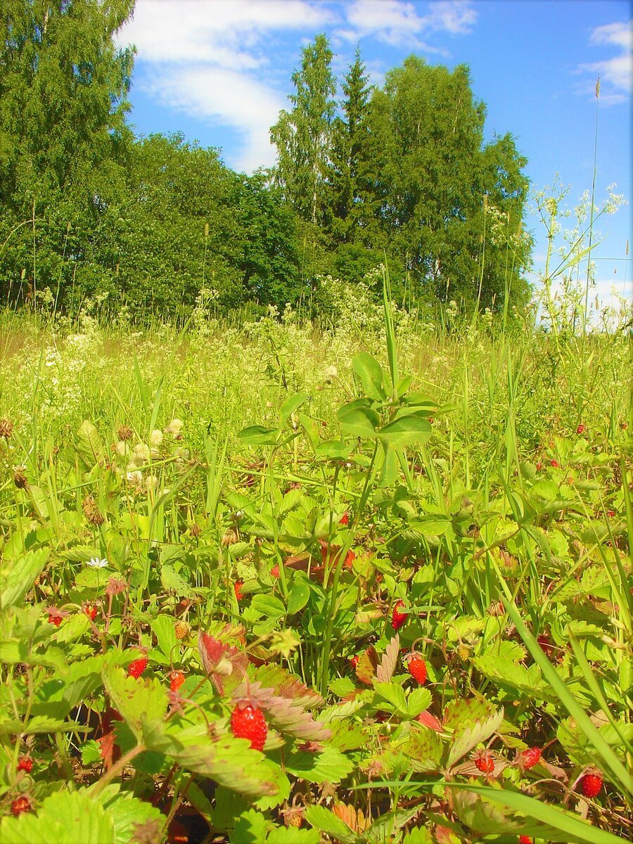 Ягодная Поляна