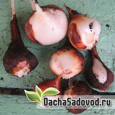 Луковицы тюльпанов после выкопки из открытого грунта.