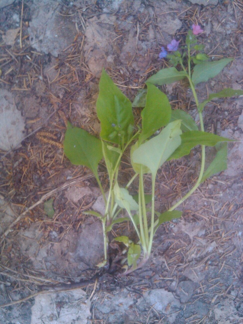 Польза и лечение медуницей: найдите рецепт здоровья