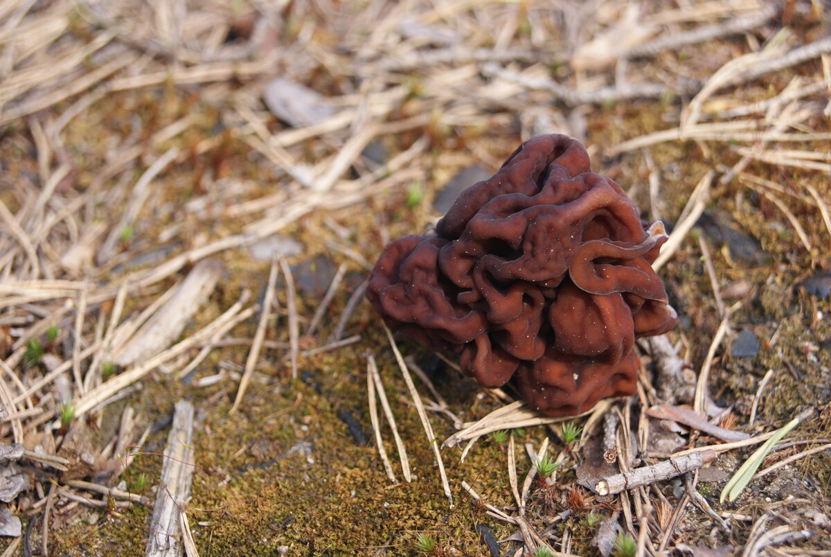 Gyromitra esculenta (Строчок обыкновенный)