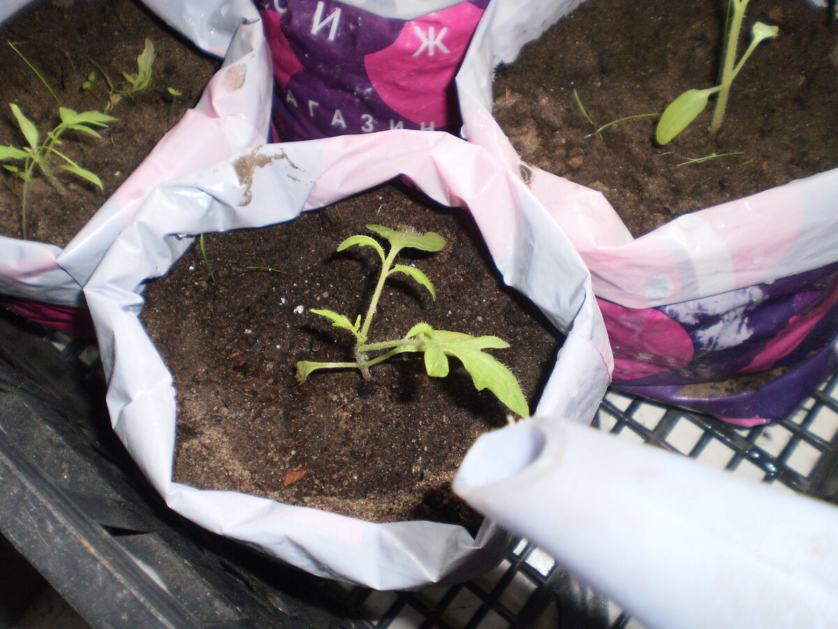 Полив рассады раствором перекиси водорода в качестве реанимационного средства