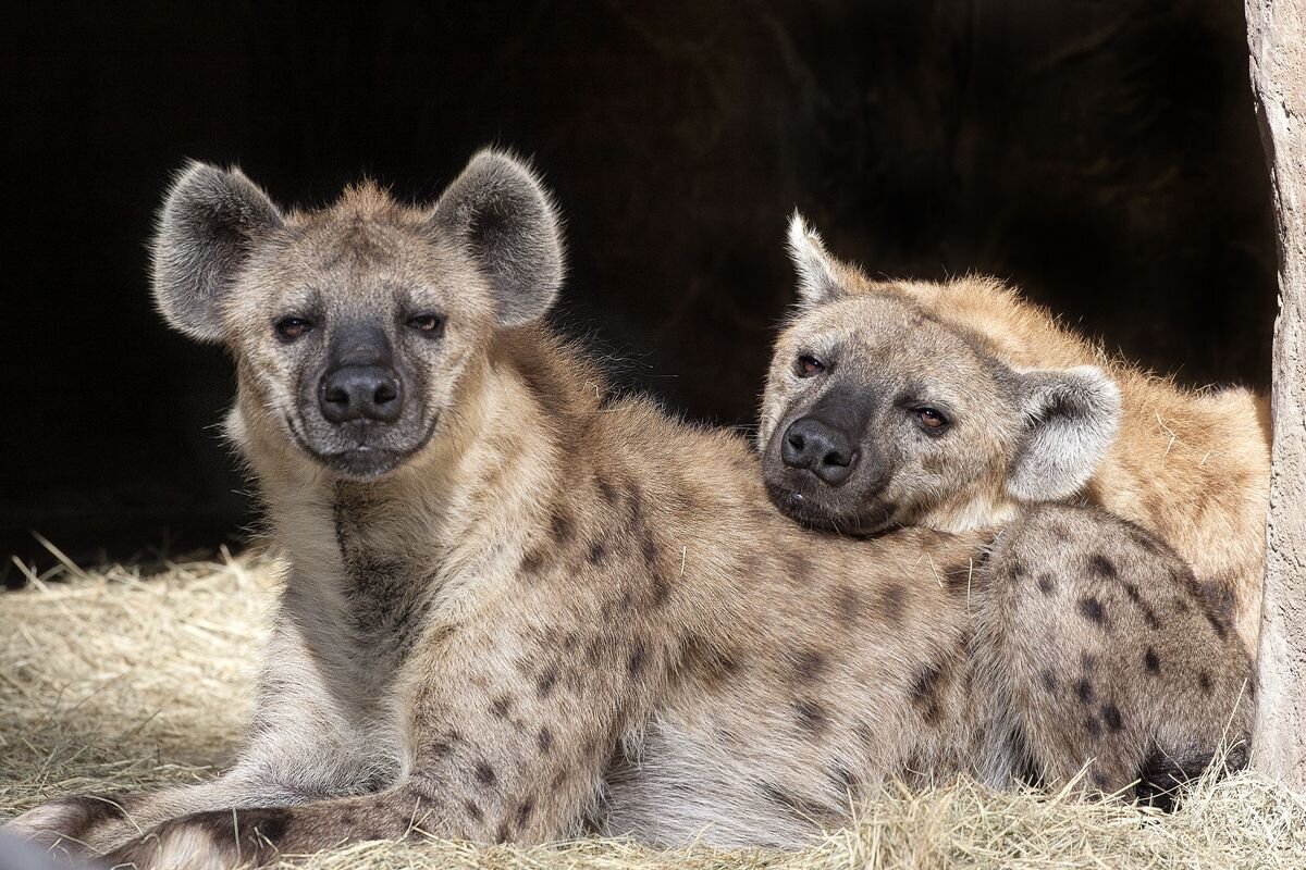 Гиены, или африканские дикие собаки, живут семьями