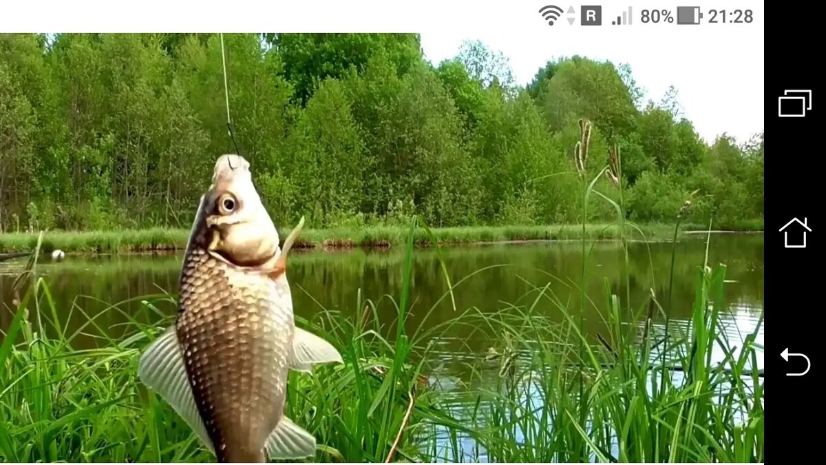 фото Карась: привлечь карася с помощью наживки + на крючке