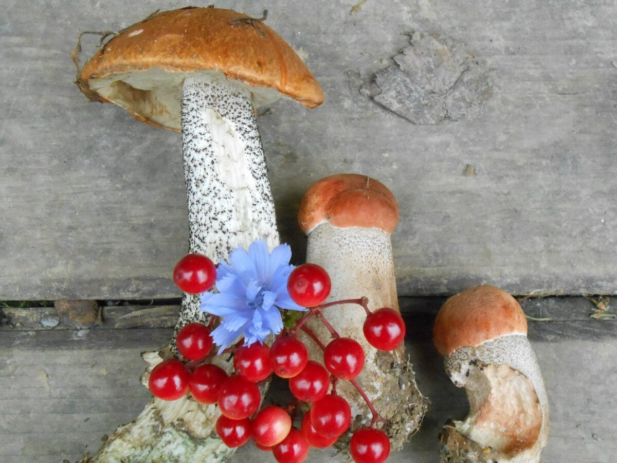 Семейка, калина и цикорий