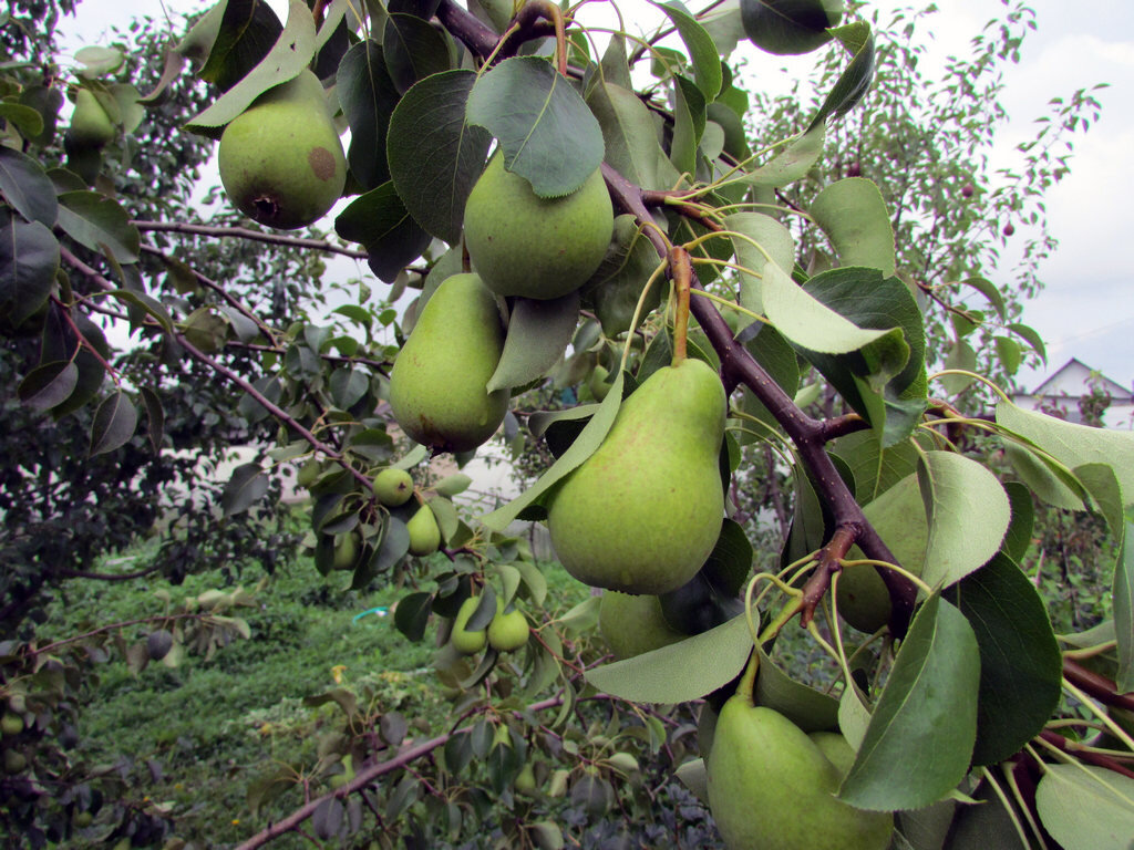 фото Самогон Саныча