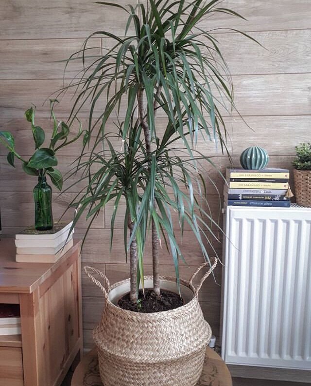 Драцена маргината. Драцена в доме приметы и суеверия. Драцена в доме приметы и суеверия. Драцена в доме приметы и суеверия. Драцена маргината маджента.