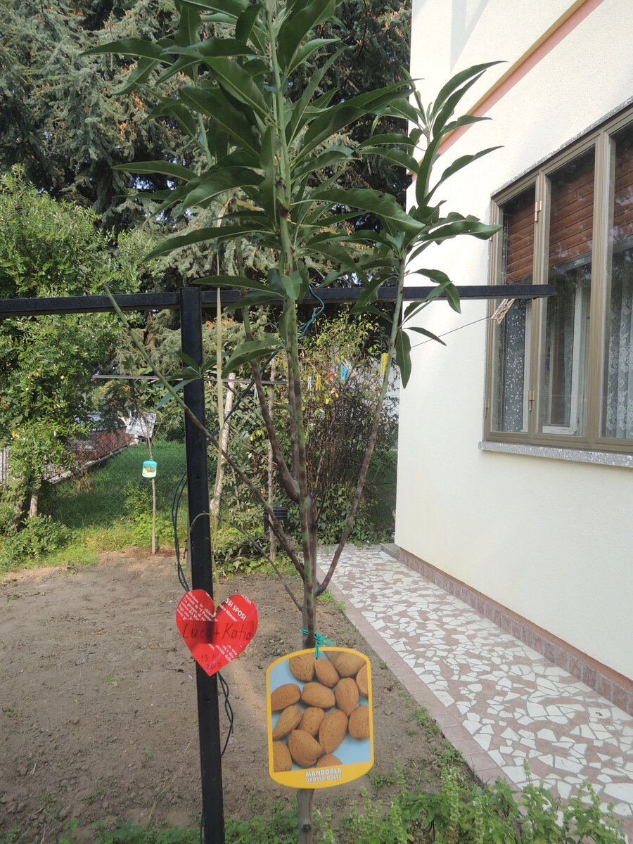 Деревцо миндаля, срубленное Маризой