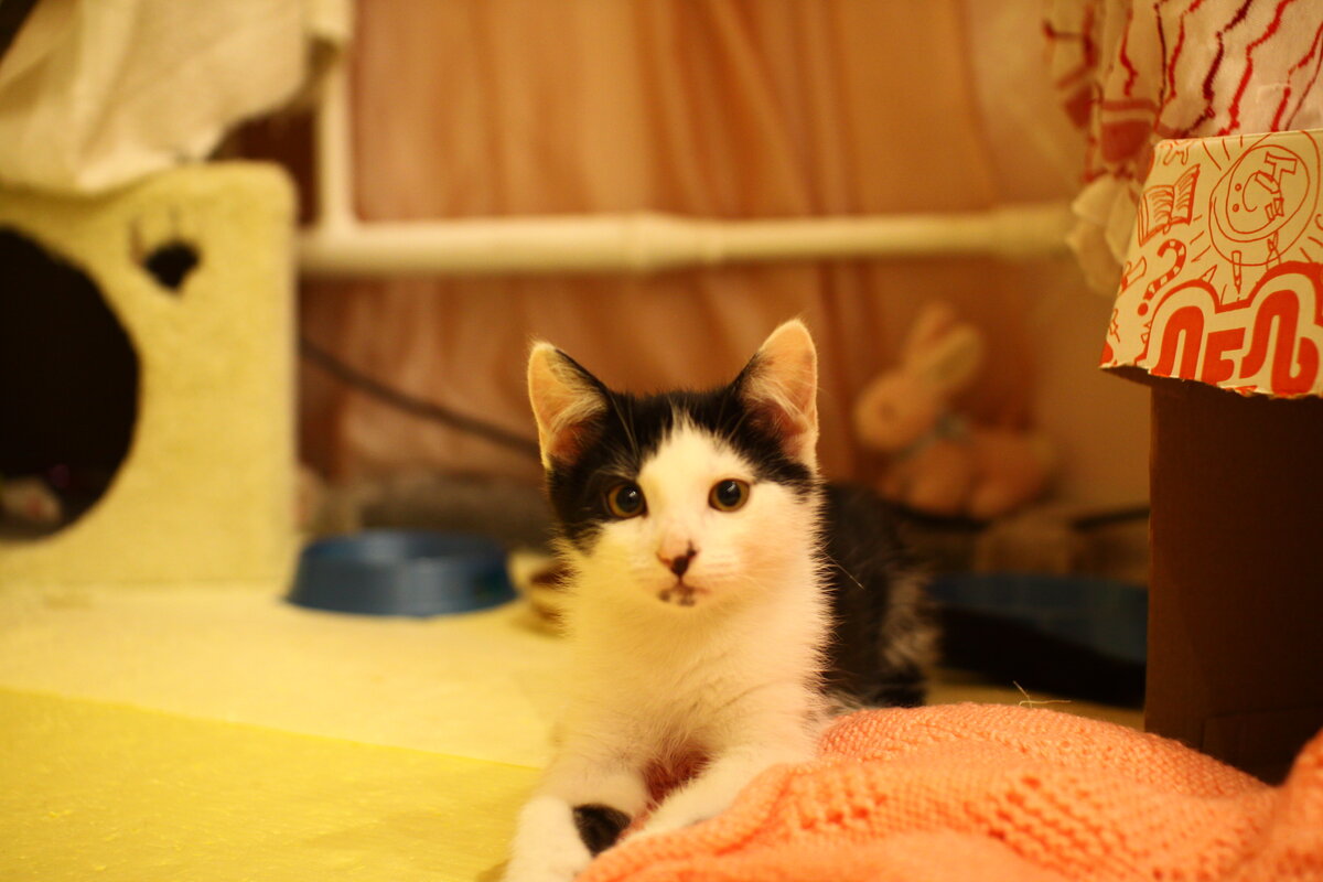 Игривый котенок. Фото
