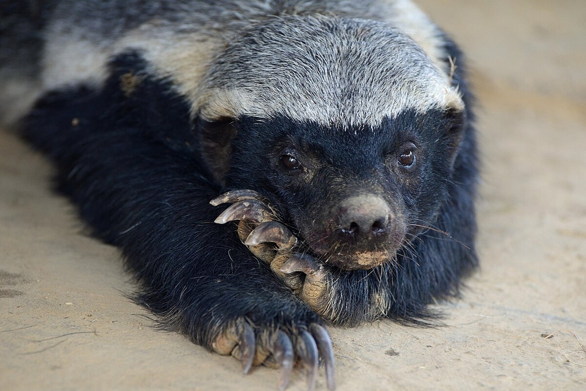 Медоед кажется довольно милым