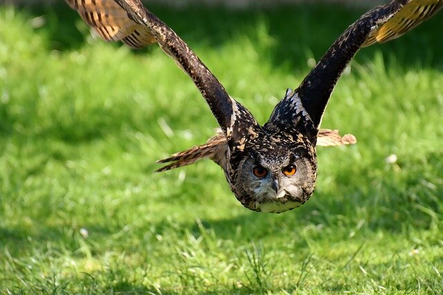 https://pixabay.com/photos/owl-bird-feather-eagle-owl-animals-3340957/