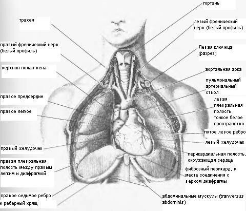 Правая сторона груди. Органы под левой грудью. Органы расположенные под грудиной справа. Орган под правой грудью. Что находится между грудью.
