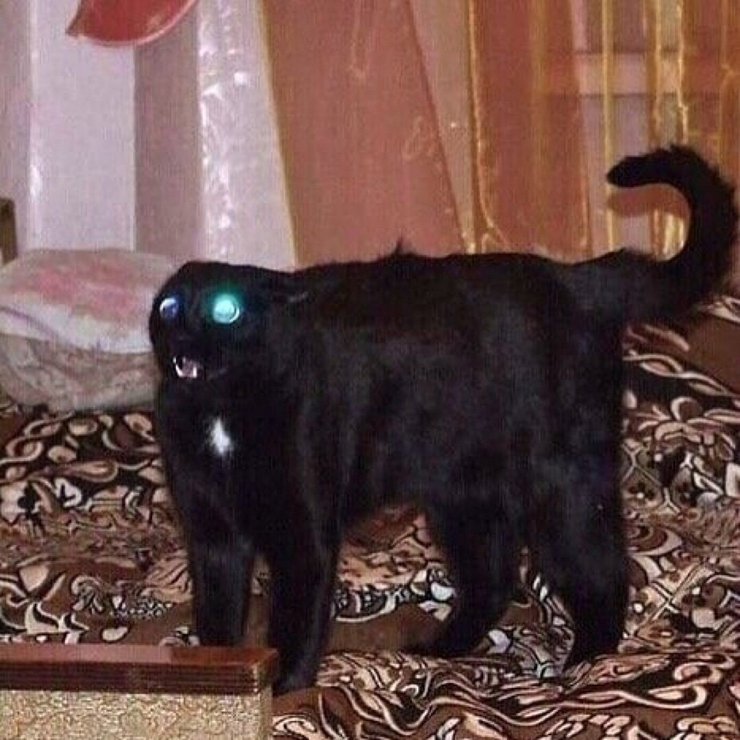 Испуганный кот
