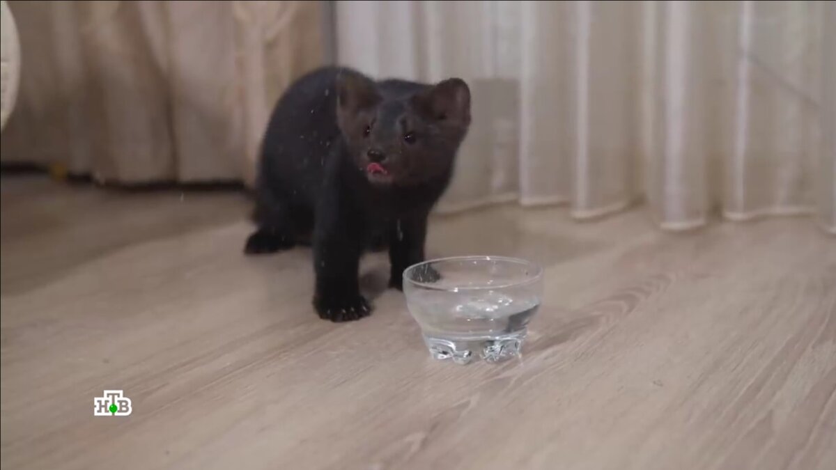 Соболь Бадди позирует на камеру