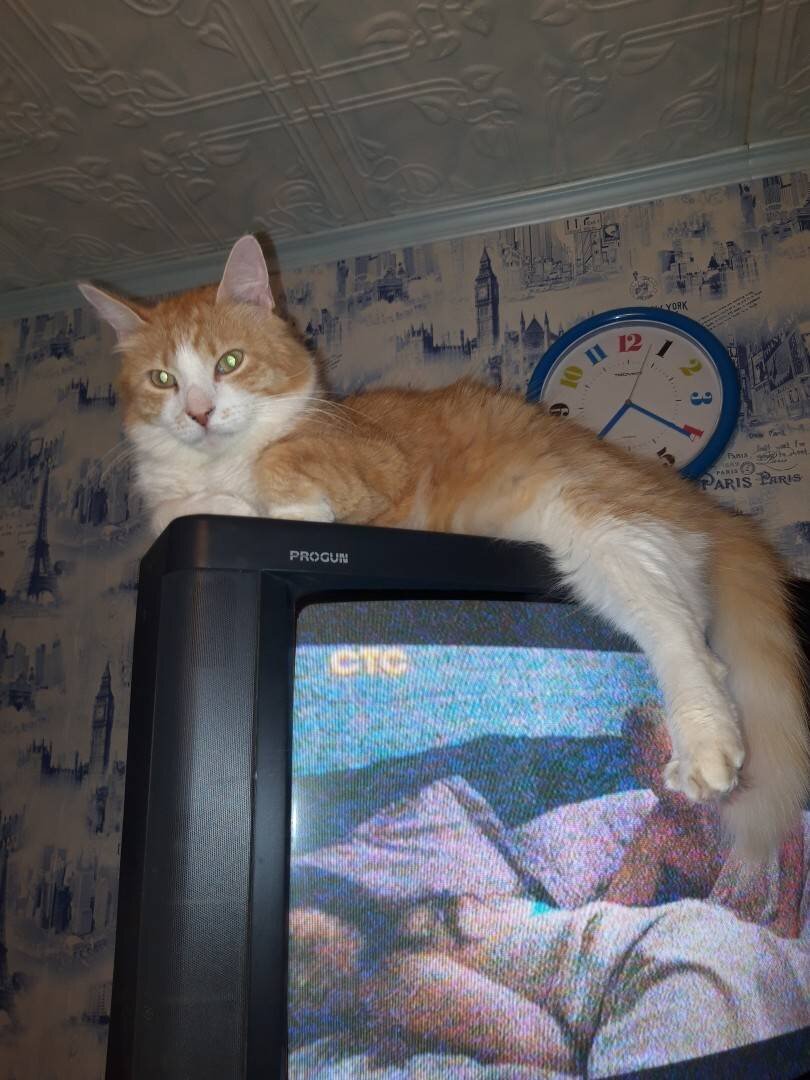 Вот так лежит рыжик на телевизоре, только там не новости).