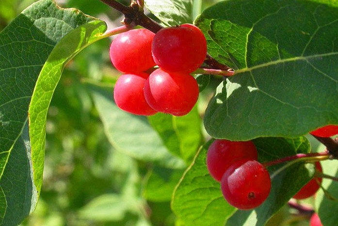 Вот эта разновидность, скорее всего - ядовита, приобретайте саженцы в проверенных, хорошо зарекомендовавших себя местах!