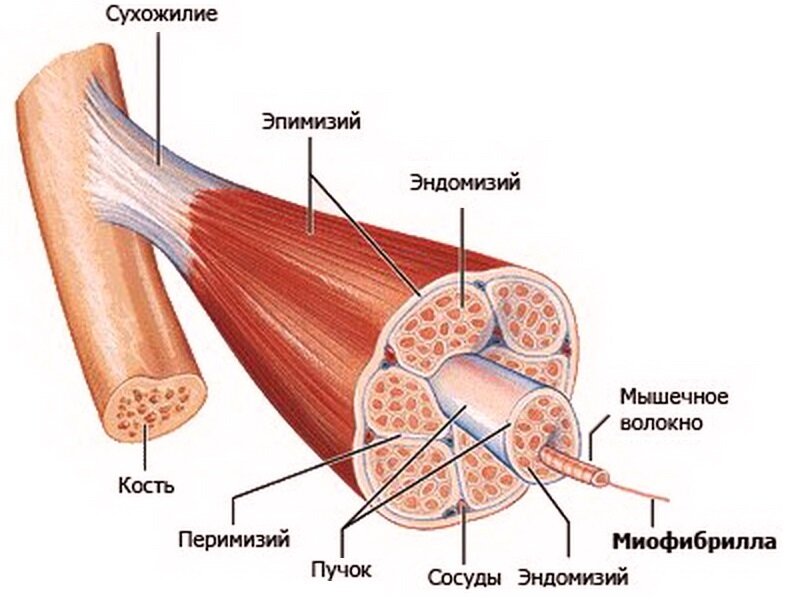 Крепатура боков