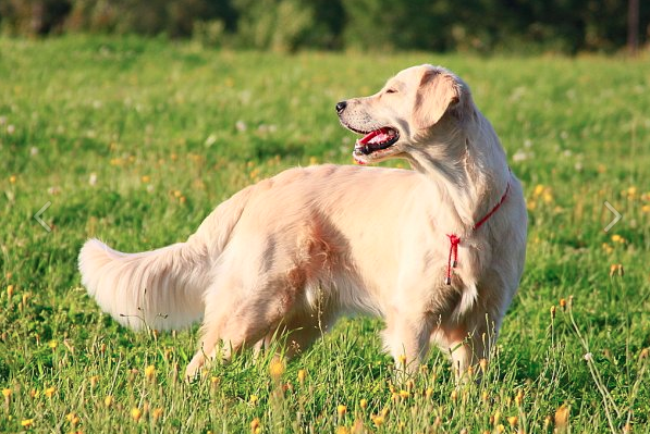 Золотистый ретривер Мегги в возрасте 1 год.