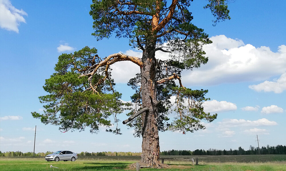 Белая сосна фото дерева