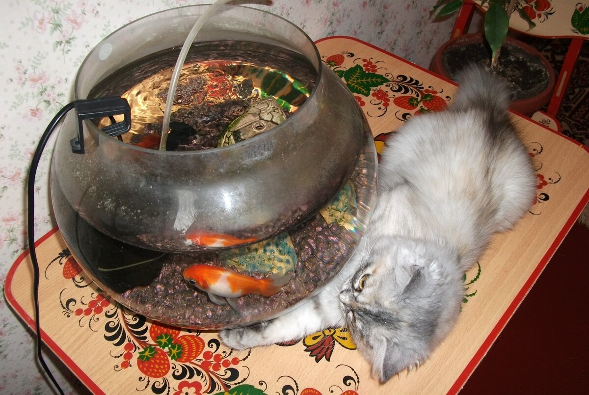 Рыбкам не повезло - хвостатая охотница переловила и съела всех, пока нас не было дома. Я не знала, что такое может произойти - это моя первая кошка!