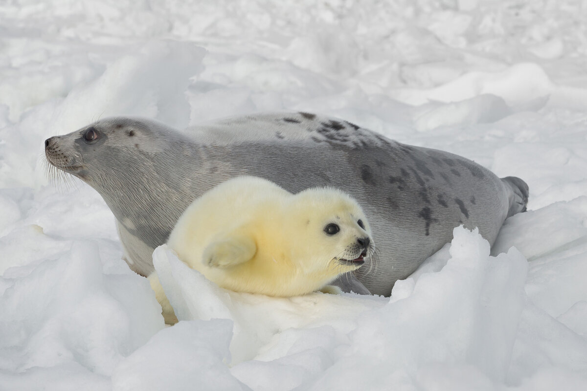 нерпа белое море