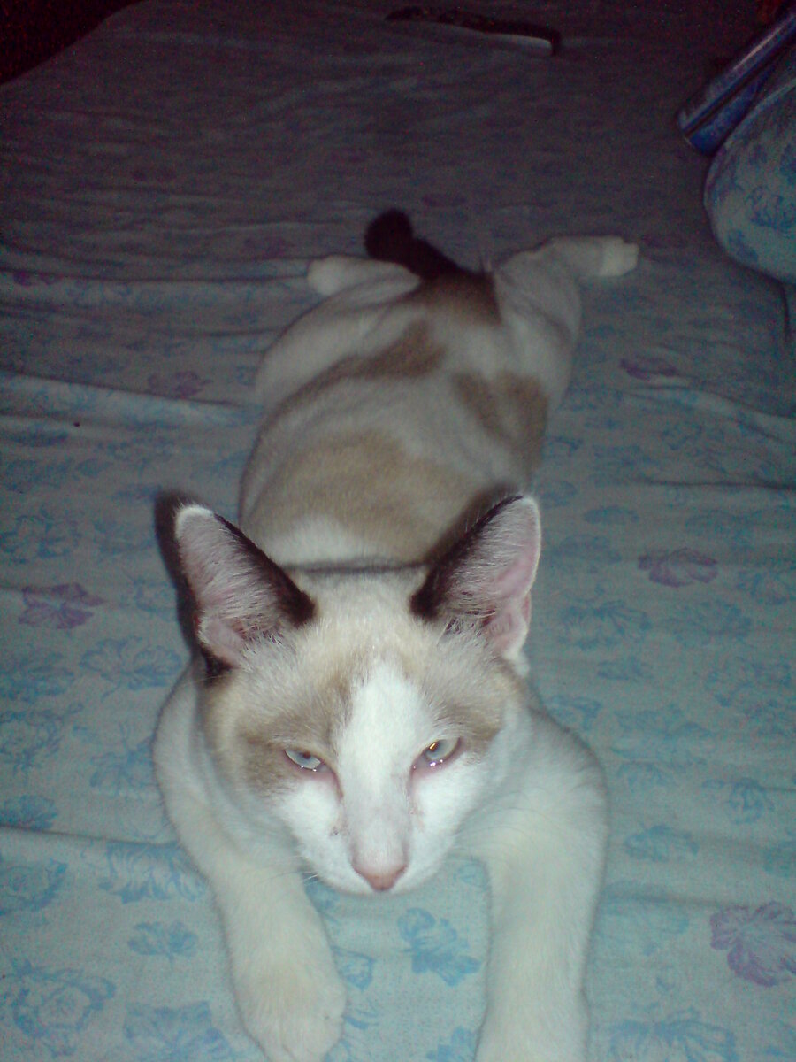 Я самый нежный и красивый кот на свете.