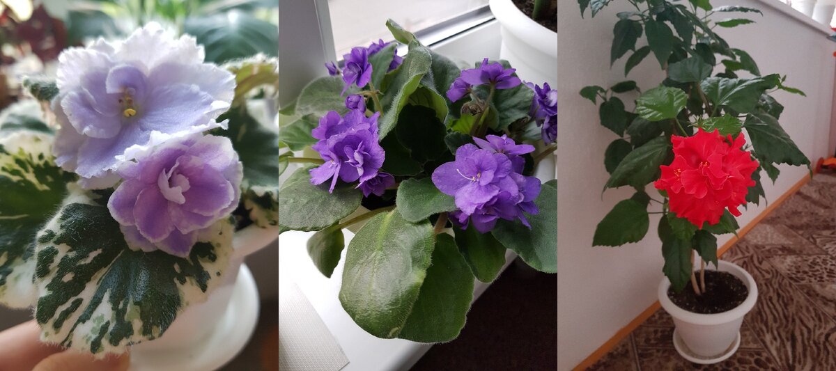 фиалки, гибискус