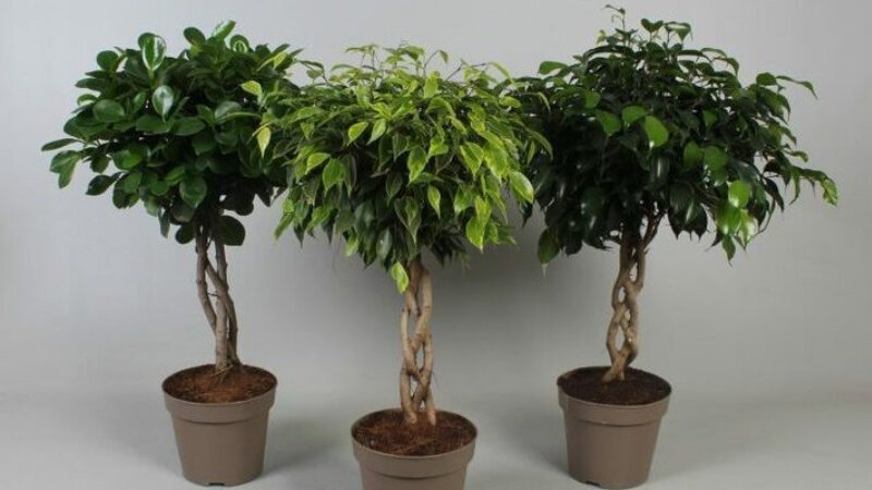 Тематическая картинка из свободных источников