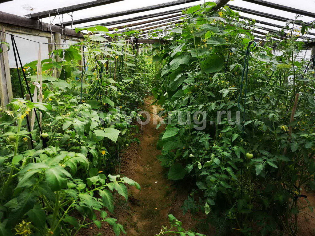 Регулярно следим за тепличными растениями, чтобы избежать заболеваний