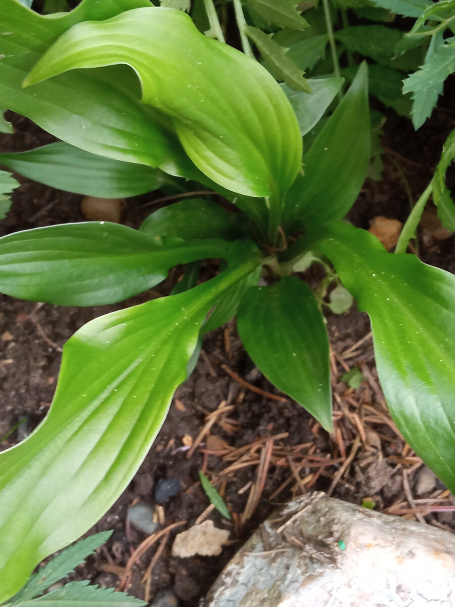 Хоста белое перо описание. Хоста White Feather. Хоста White Snow. Hosta hybrida 'White Feather'. White Beauty Хоста.