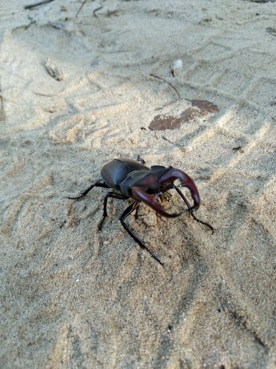 Иди своей дорогой сталкер!