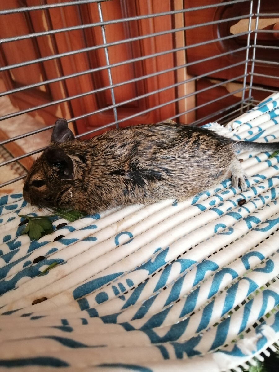 Дегу заболел. Инсульт у дегу. 