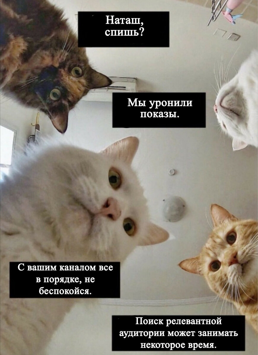 Техподдержка)