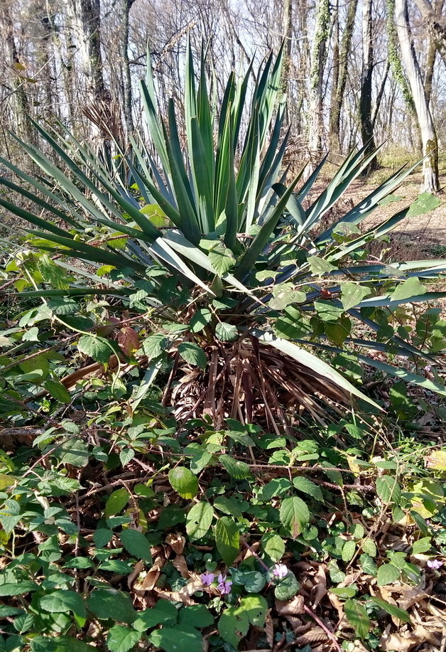 дикая юкка. Снизу видны цикламены. Первая половина февраля 