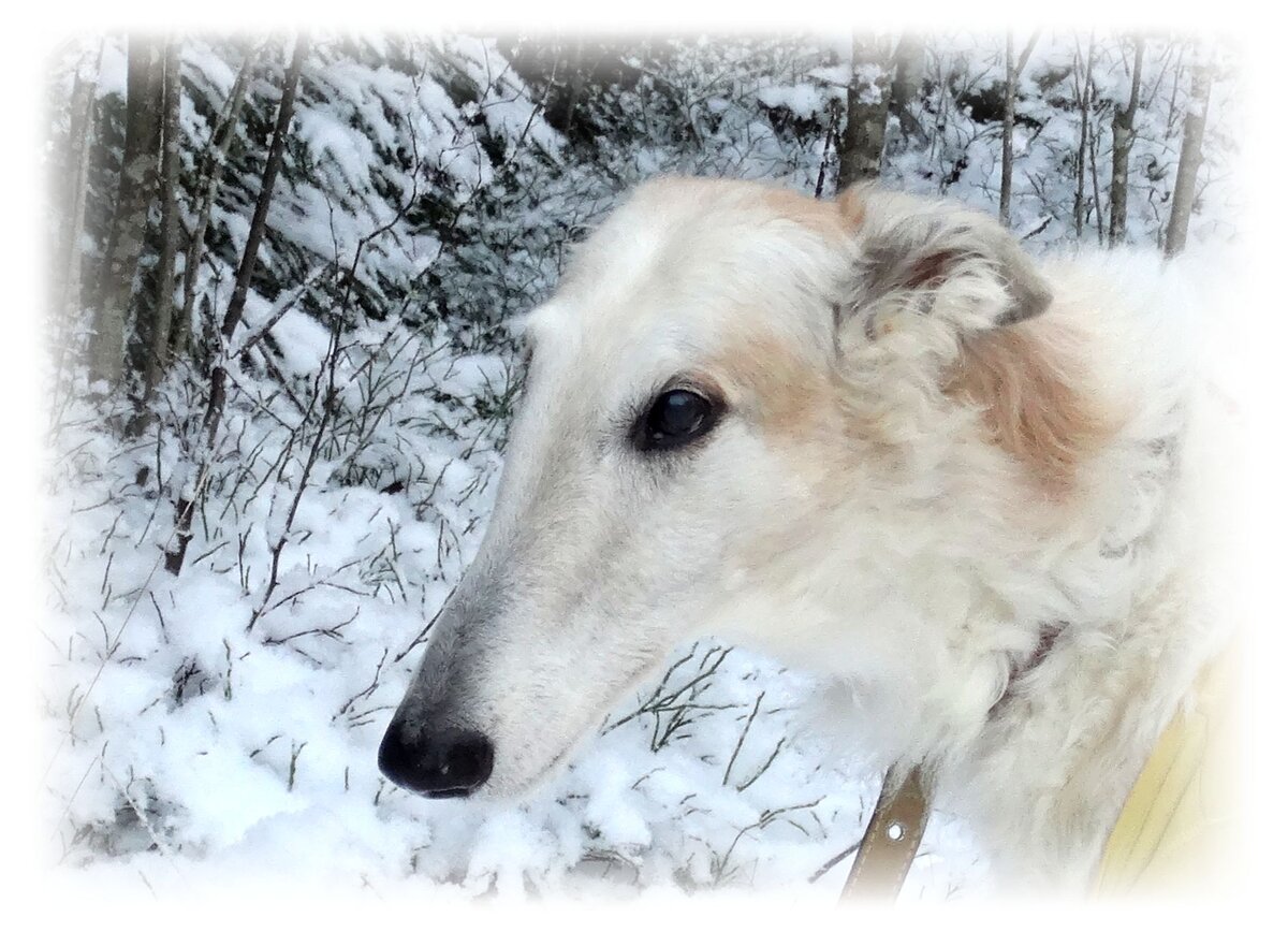 Зимняя Зюля