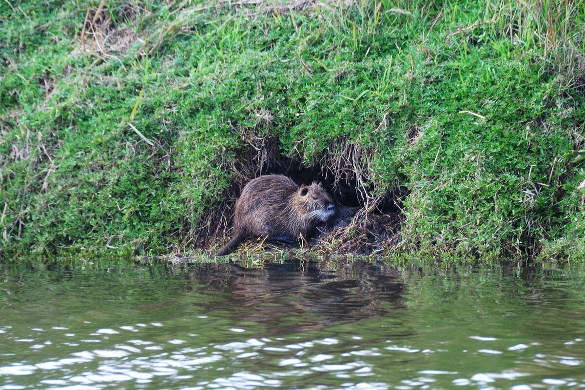 Фото: usercontent.one