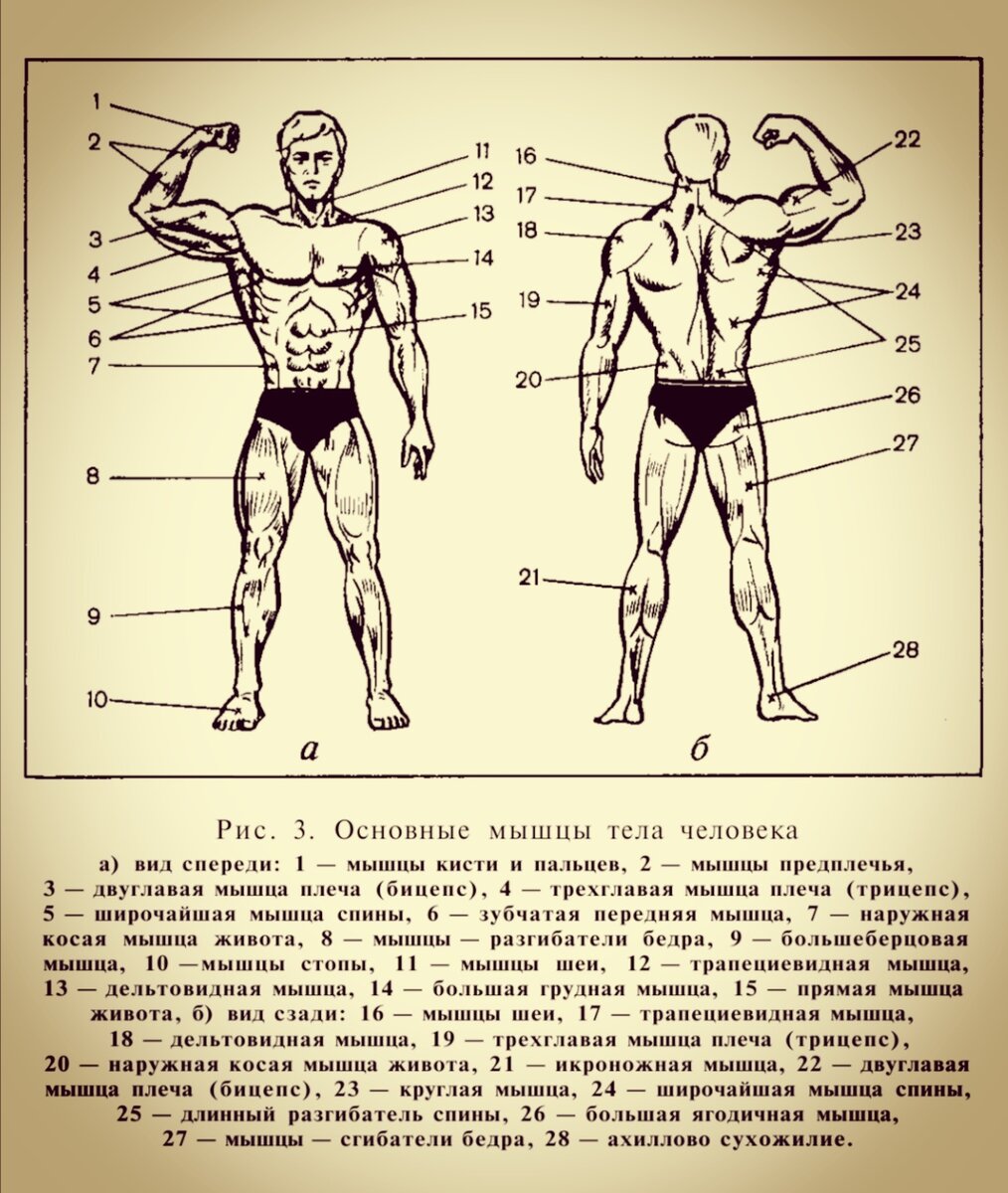 Все мышцы человека
