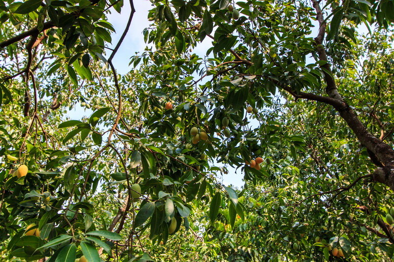 Как обрезать персик