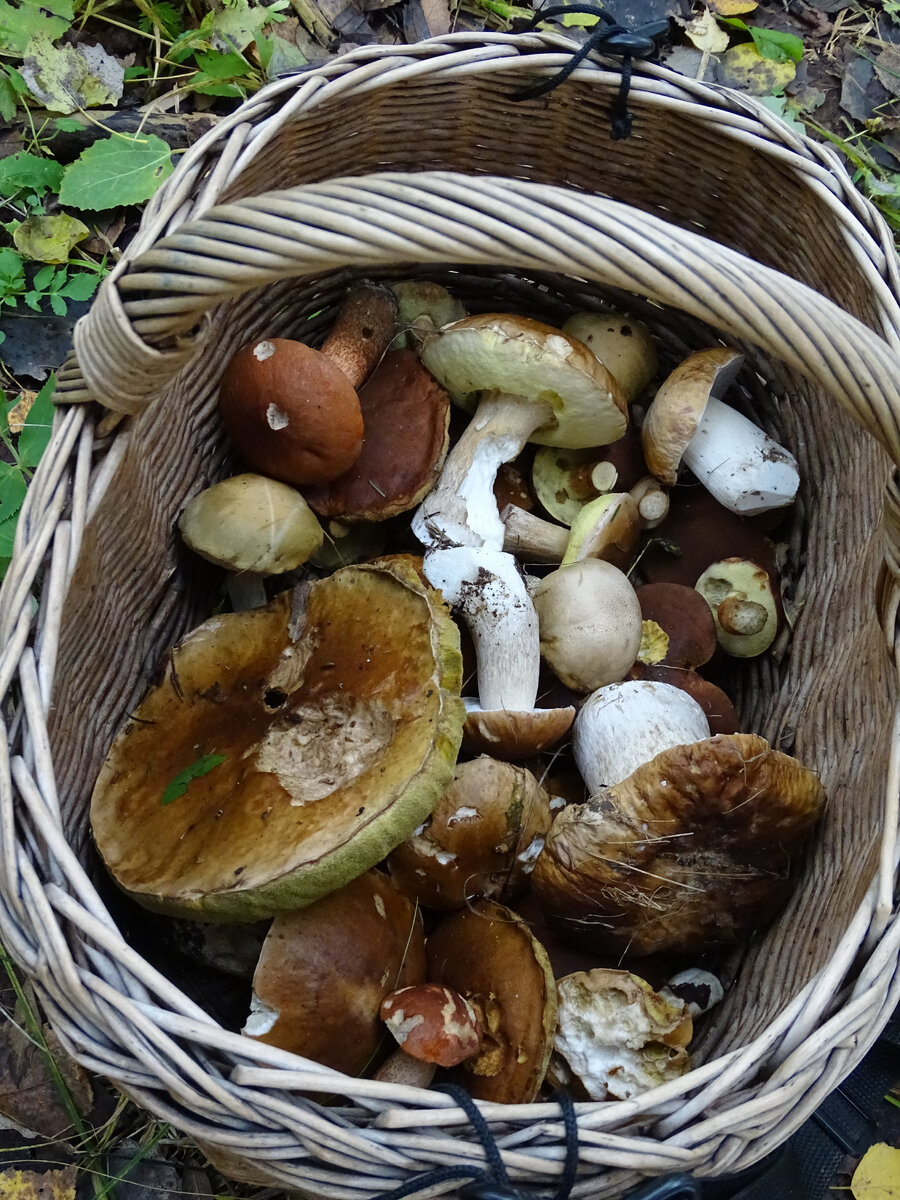 Фото Старый Солдат. 